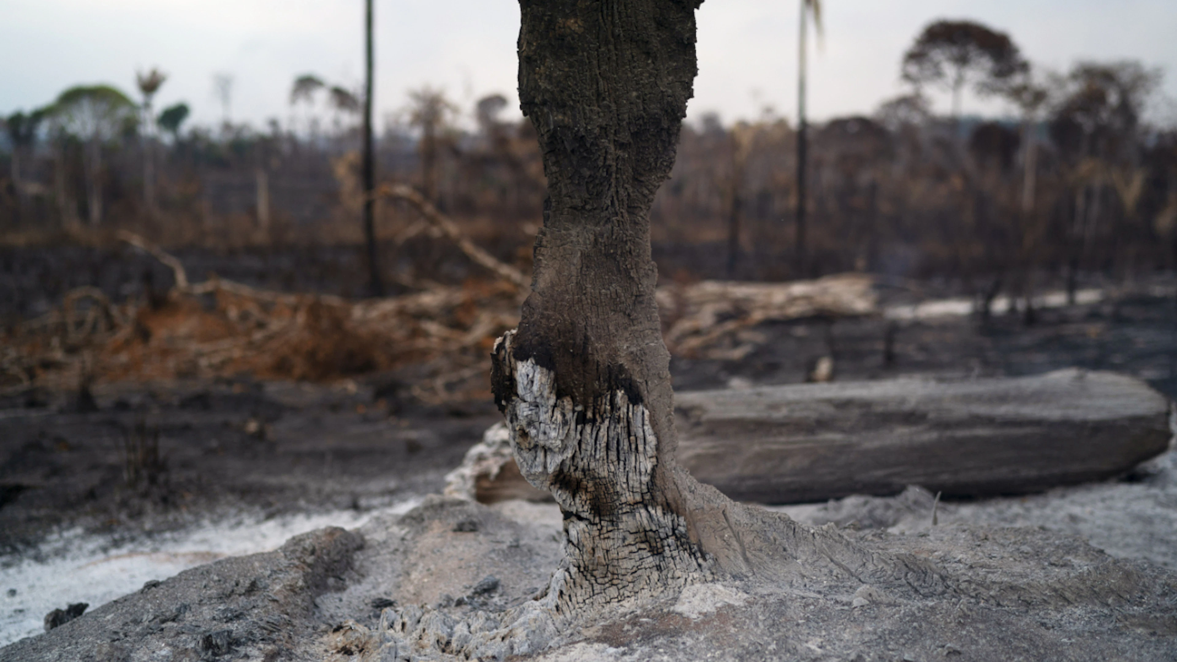 Brésil : la déforestation au plus bas sur un an en Amazonie