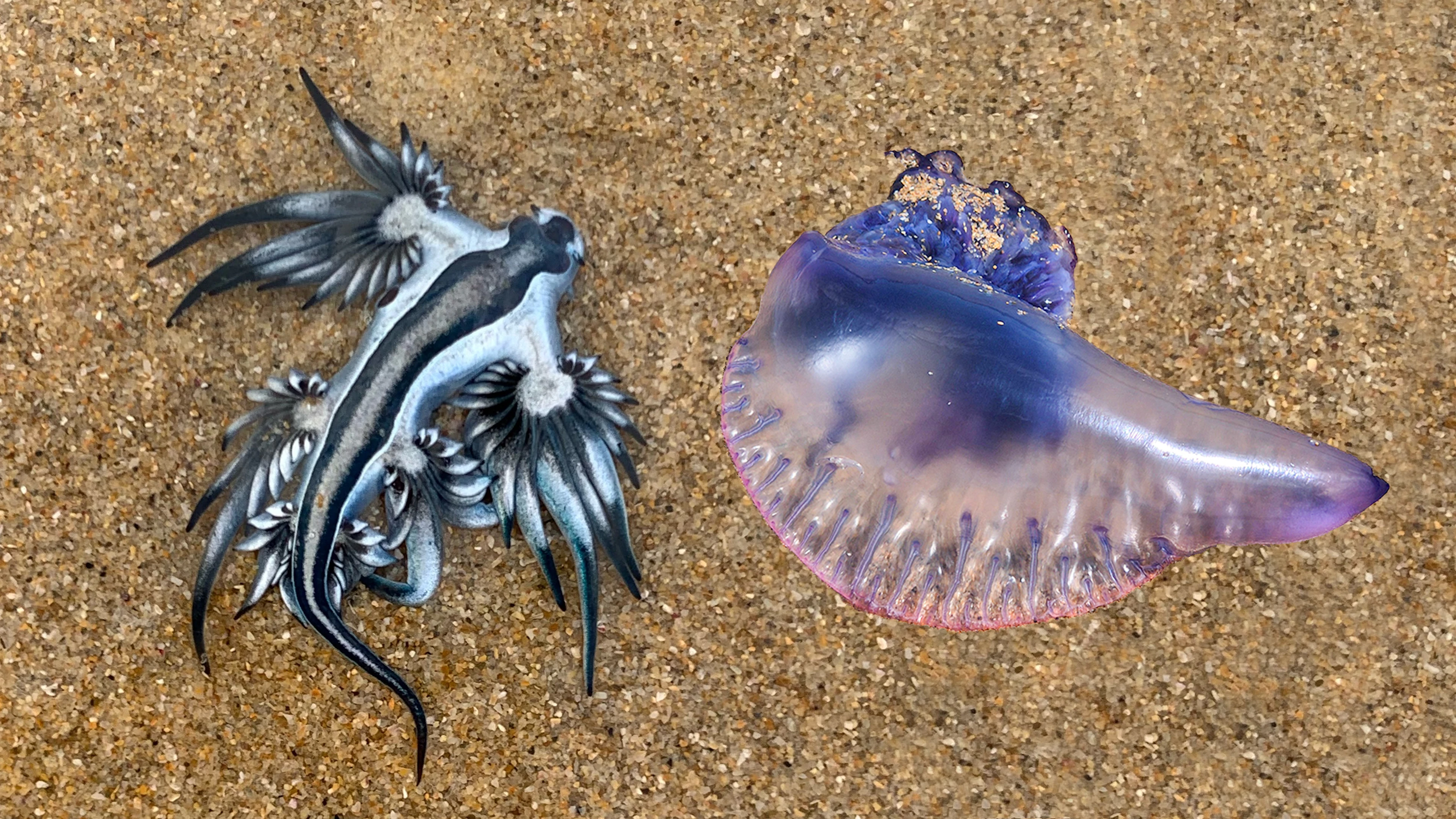 Blauer Drache oder Portugiesische Galeere? Hier schwimmt so einiges durcheinander