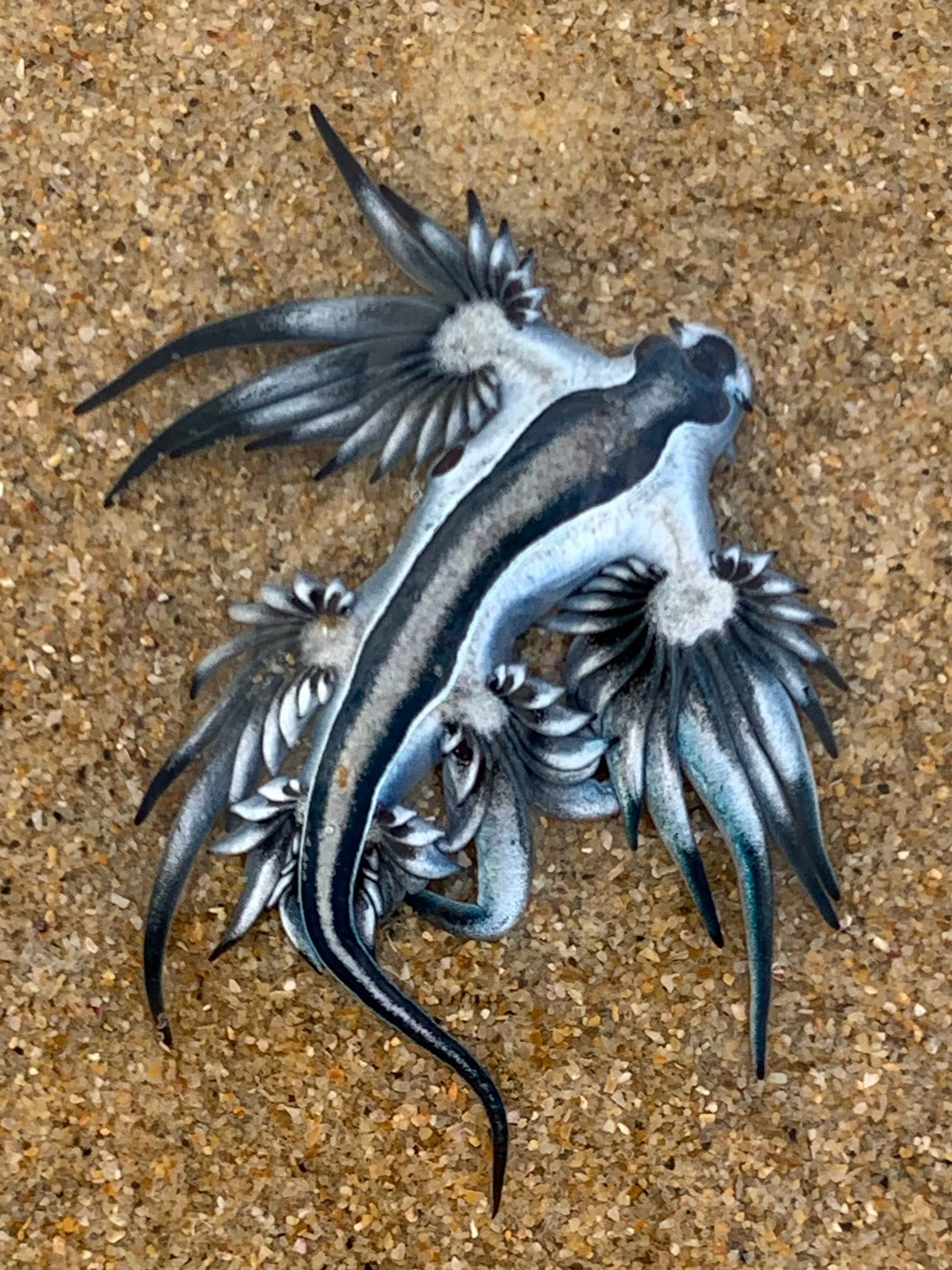 Blauer Drache oder Portugiesische Galeere? Hier schwimmt so einiges durcheinander