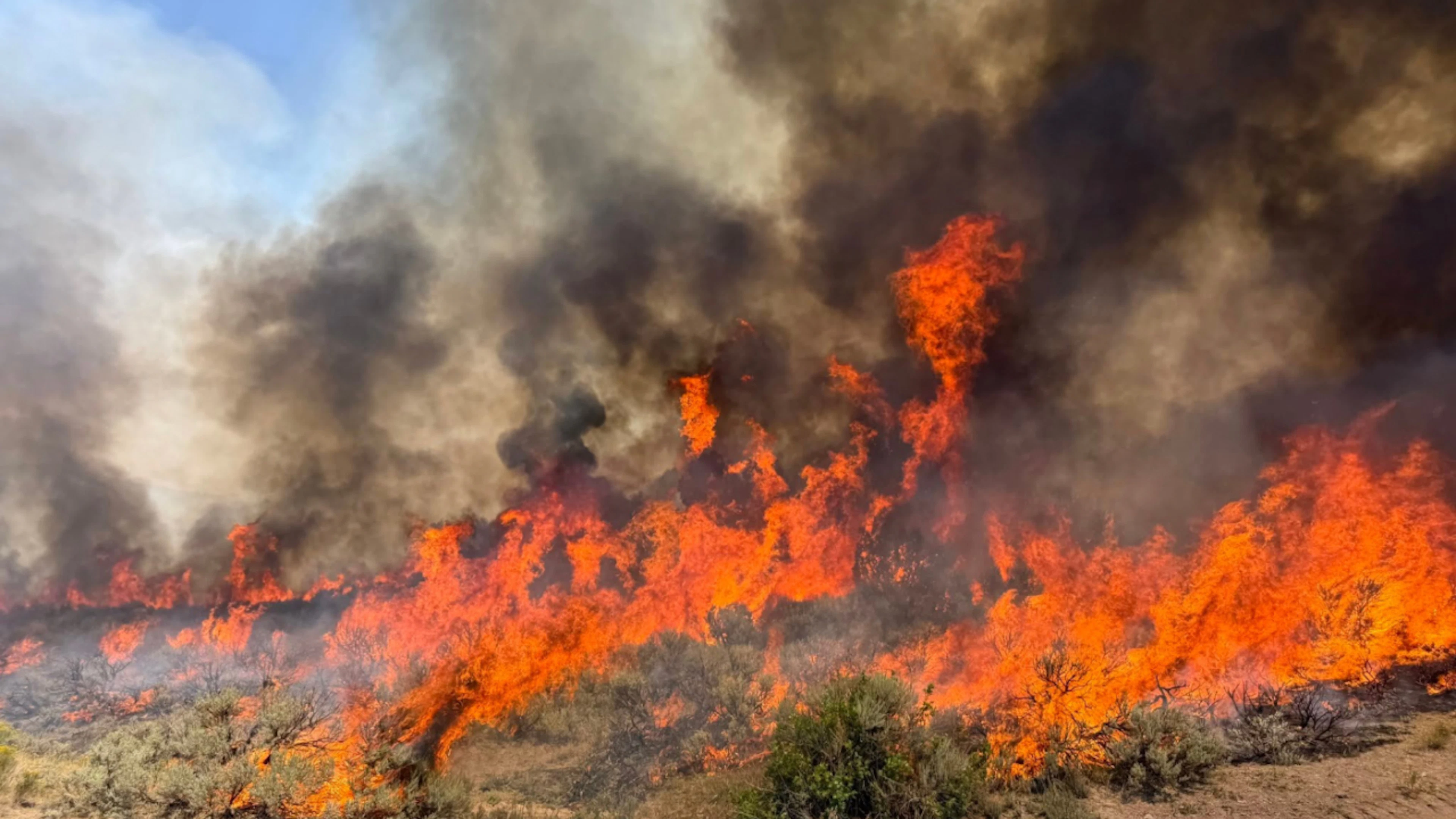 Forest fires