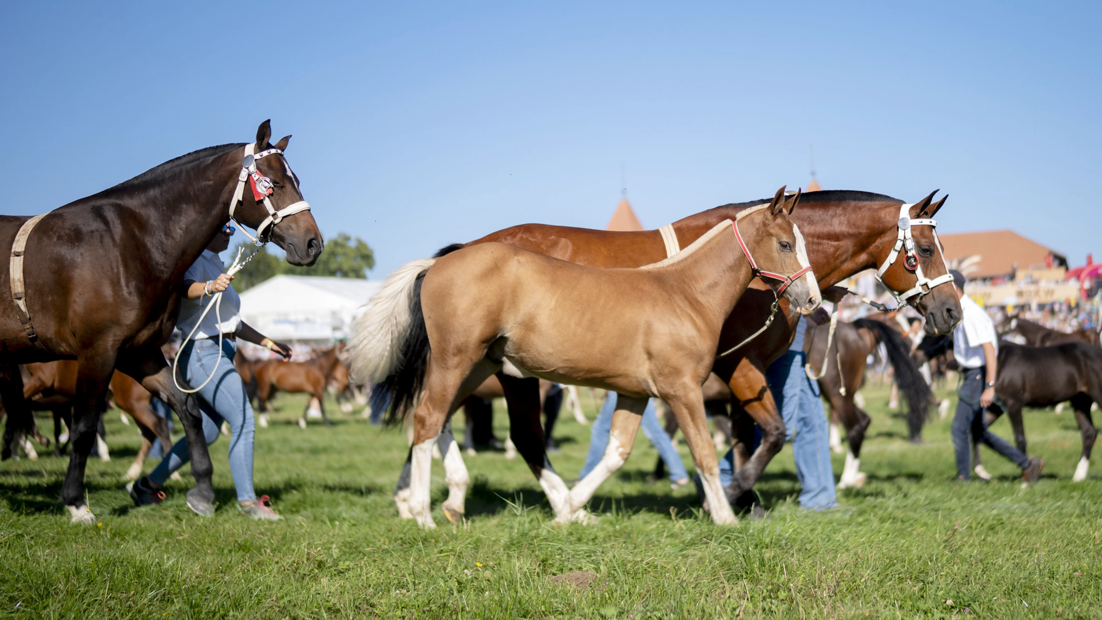 Vives inquiétudes sur l'avenir du cheval des Franches-Montagnes