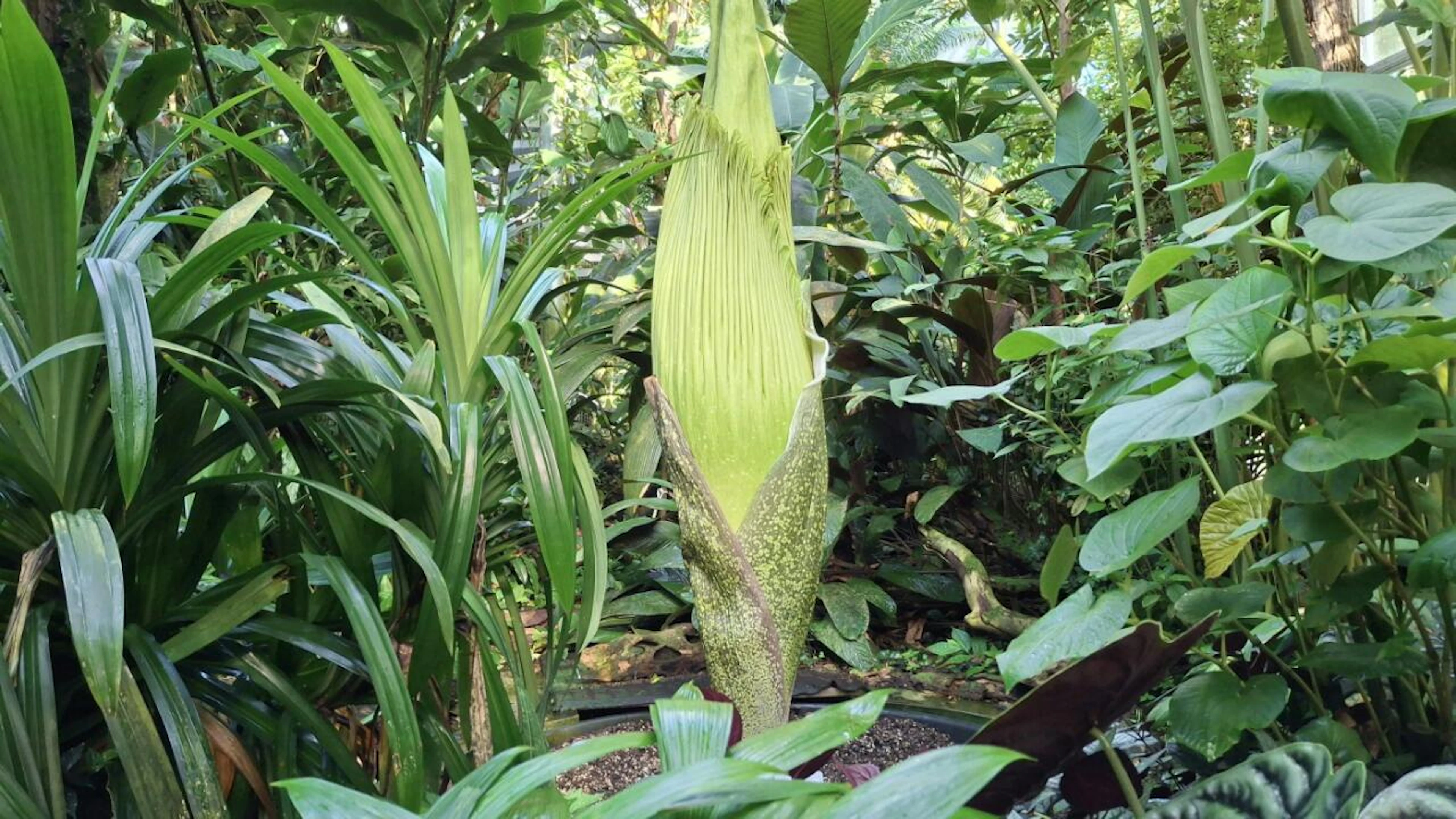 Un «pénis du Titan» sur le point de fleurir au jardin botanique de Bâle
