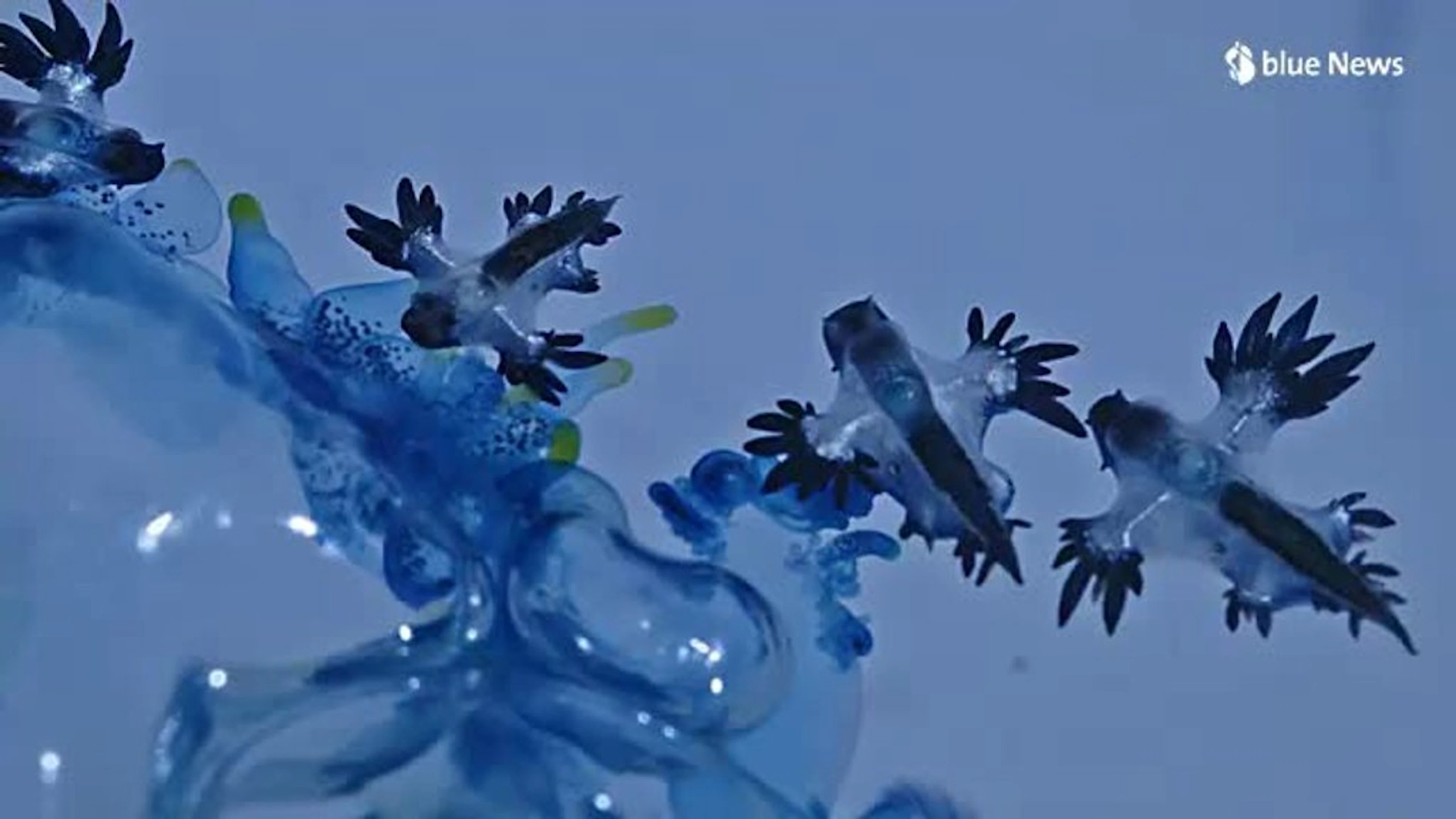 Verwirrung um giftige Meereswesen: Blauer Drache oder Portugiesische Galeere? Hier schwimmt so einiges durcheinander