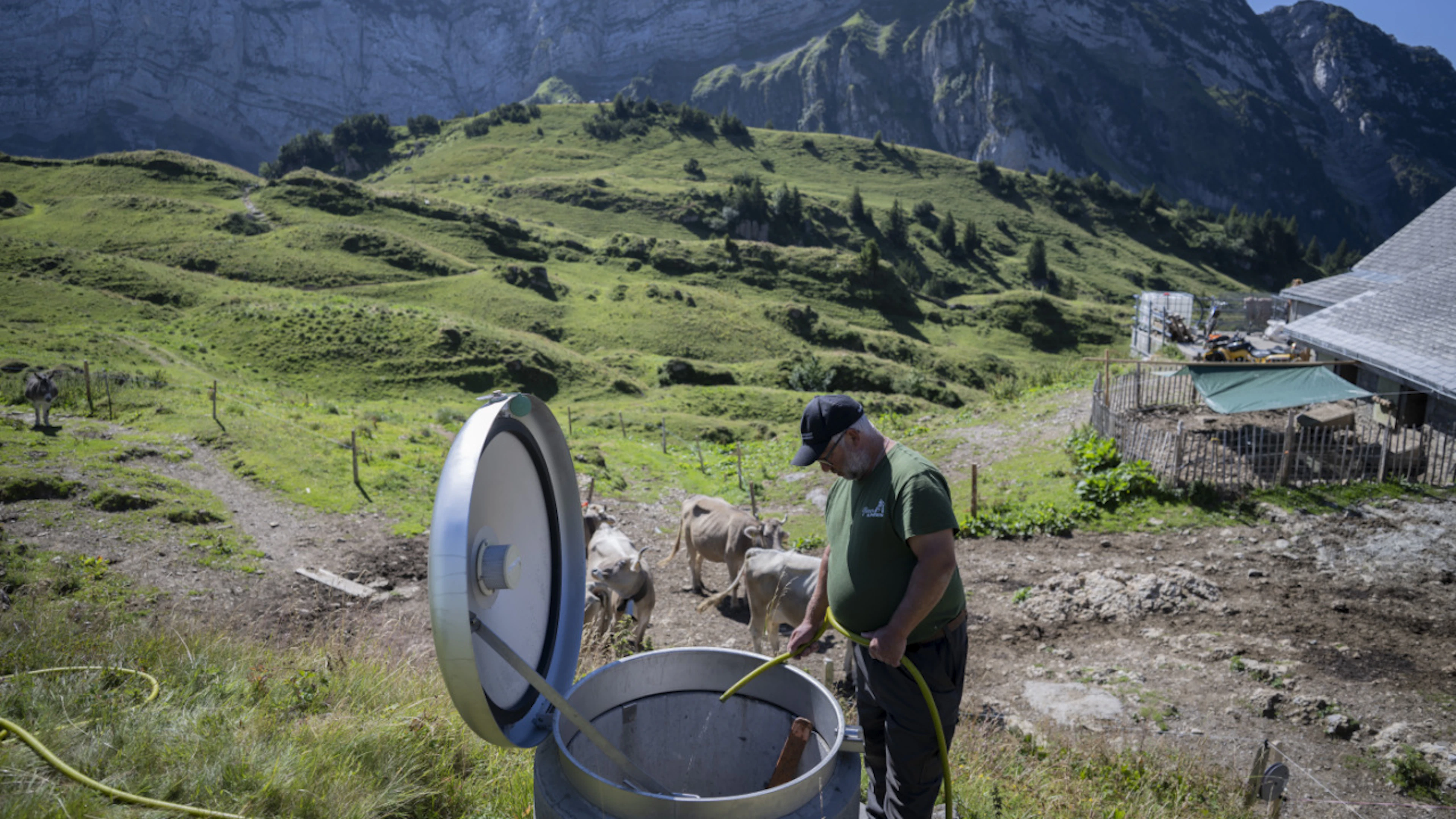 Alpigiani svizzeri in difficoltà, acqua e foraggio sono scarsi