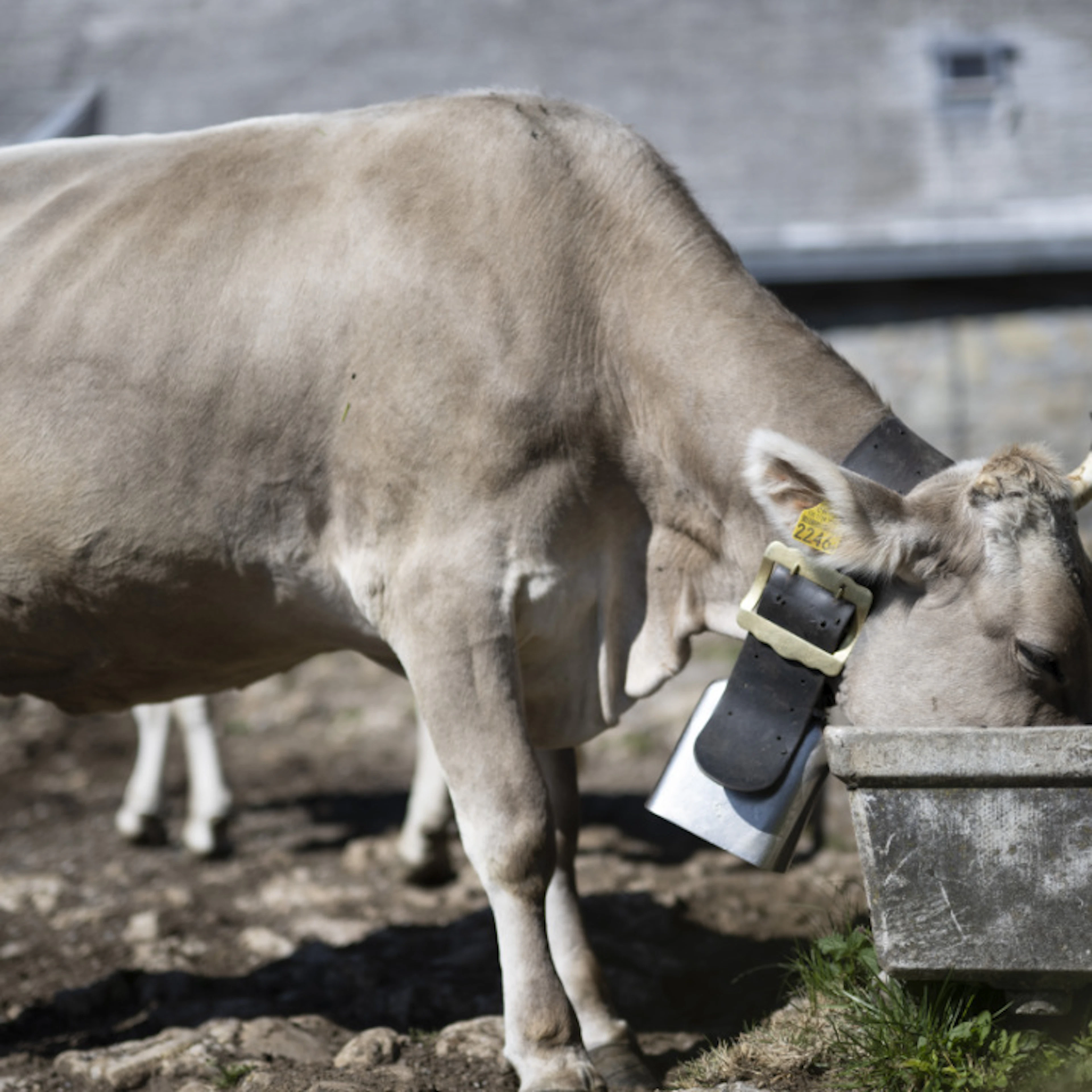 Farmers Under Constant Stress