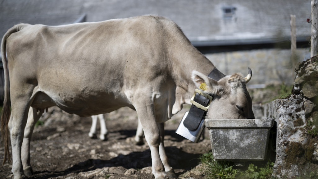 bluewin.ch - Extreme weather conditions are taking a heavy toll on farming families