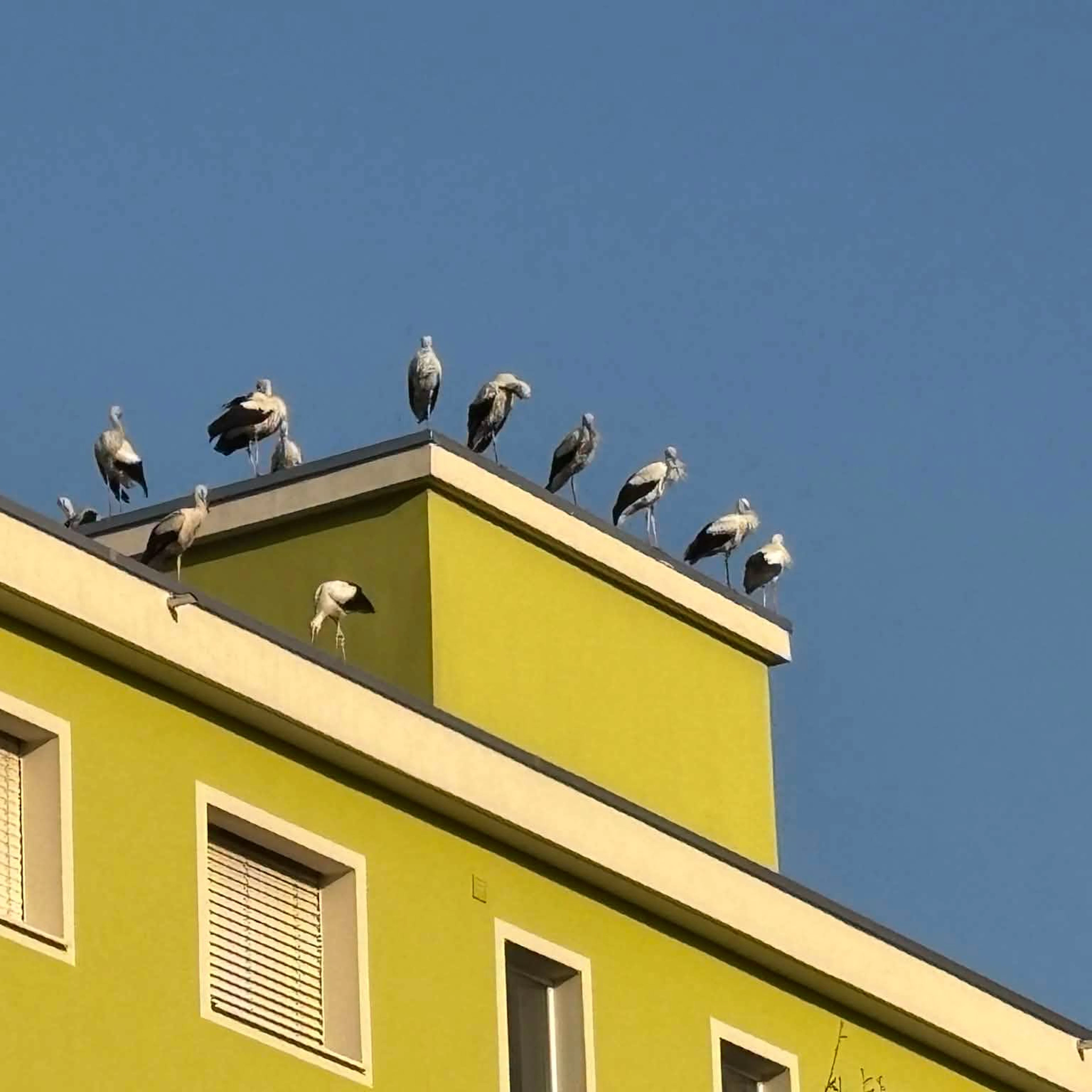 Avvistate in mattinata