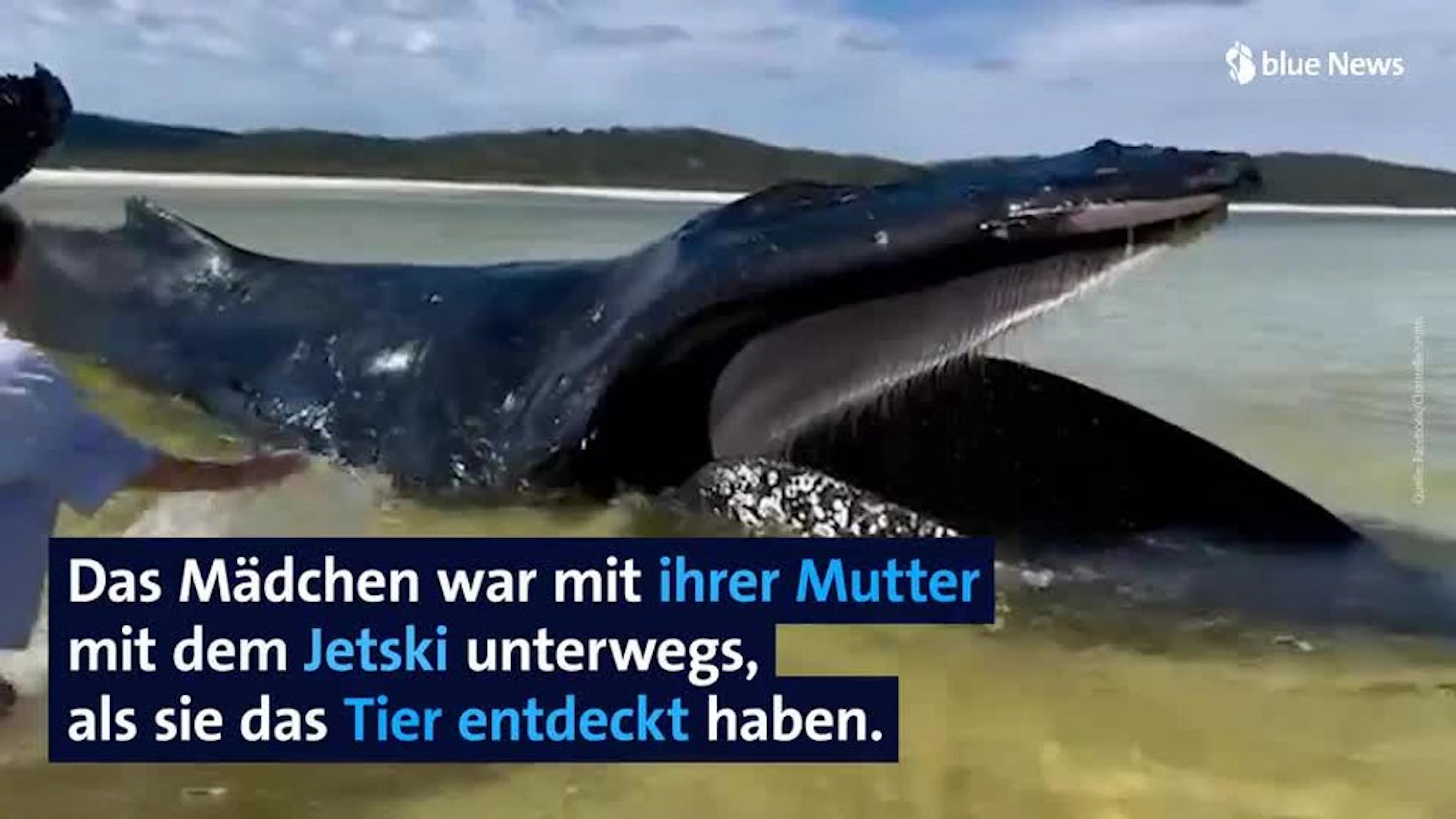 Buckelwal gestrandet: Mädchen hält den Meeressäuger am Leben