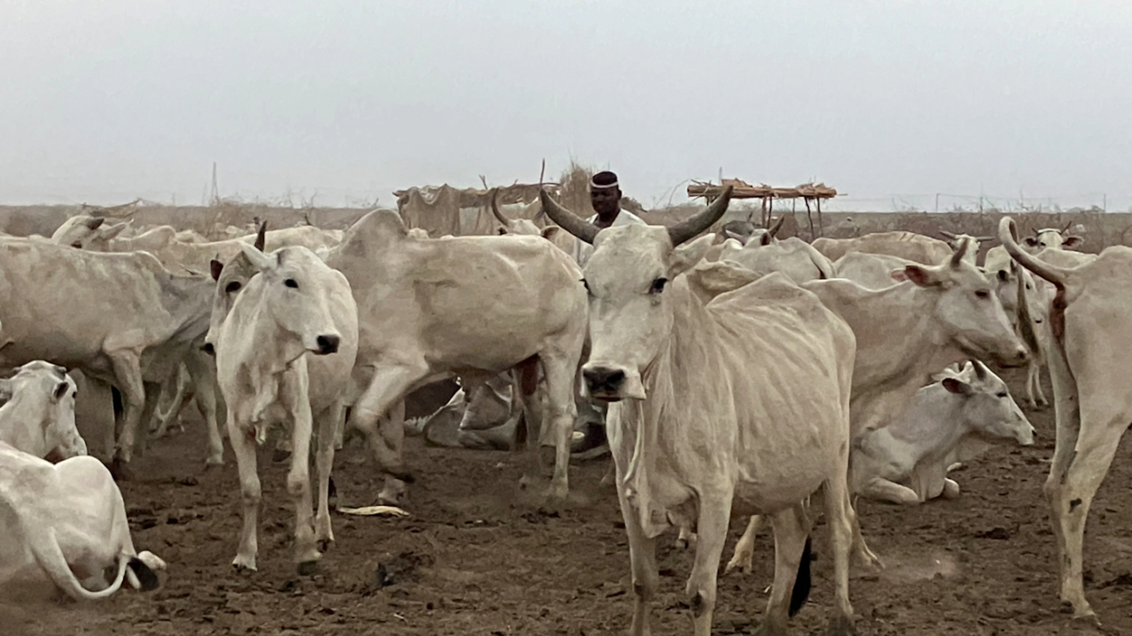 PRODUCTION – A herder with his herd in South Sudan. Photo: Eva-Maria Krafczyk/dpa/stock photo