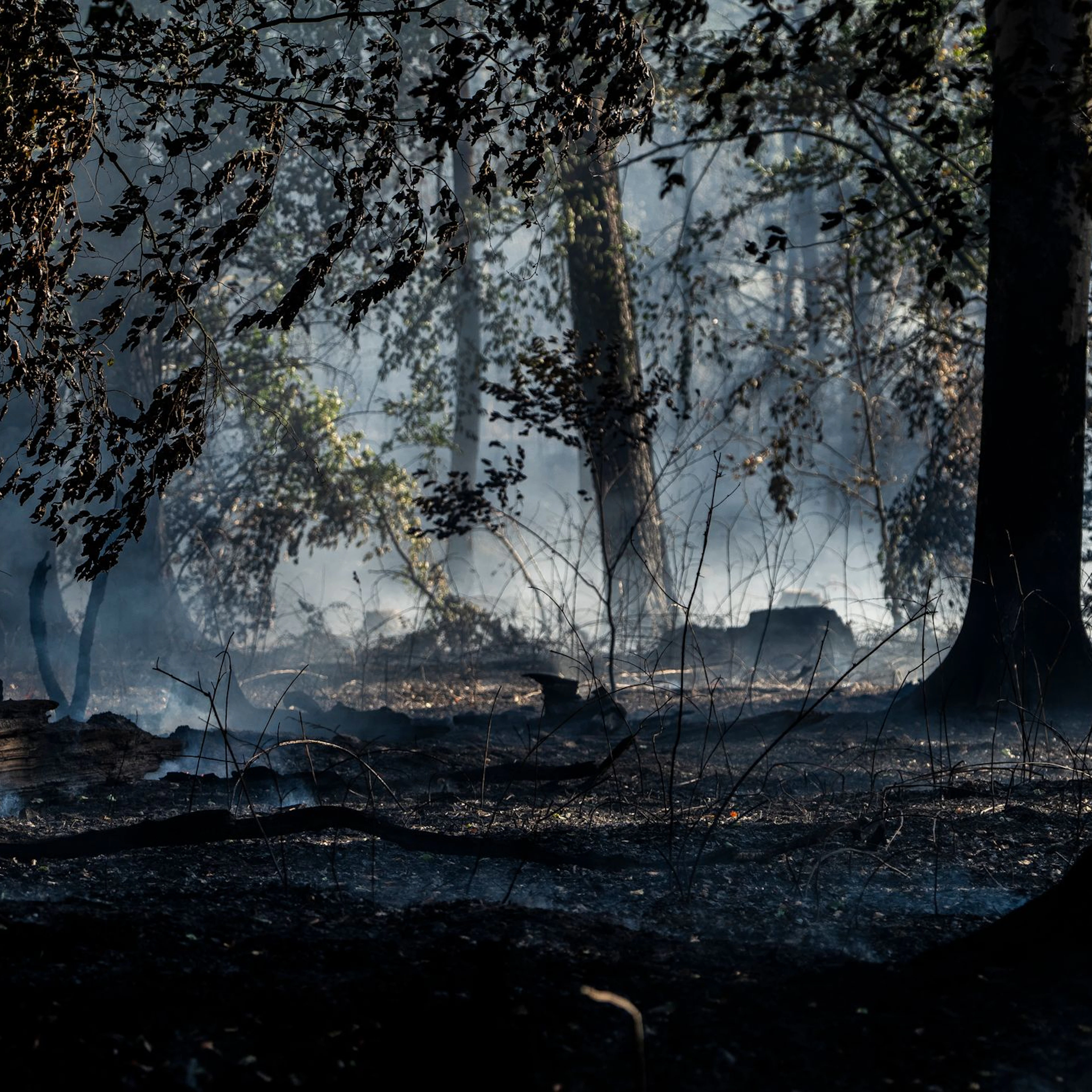 Wegen Waldbrand