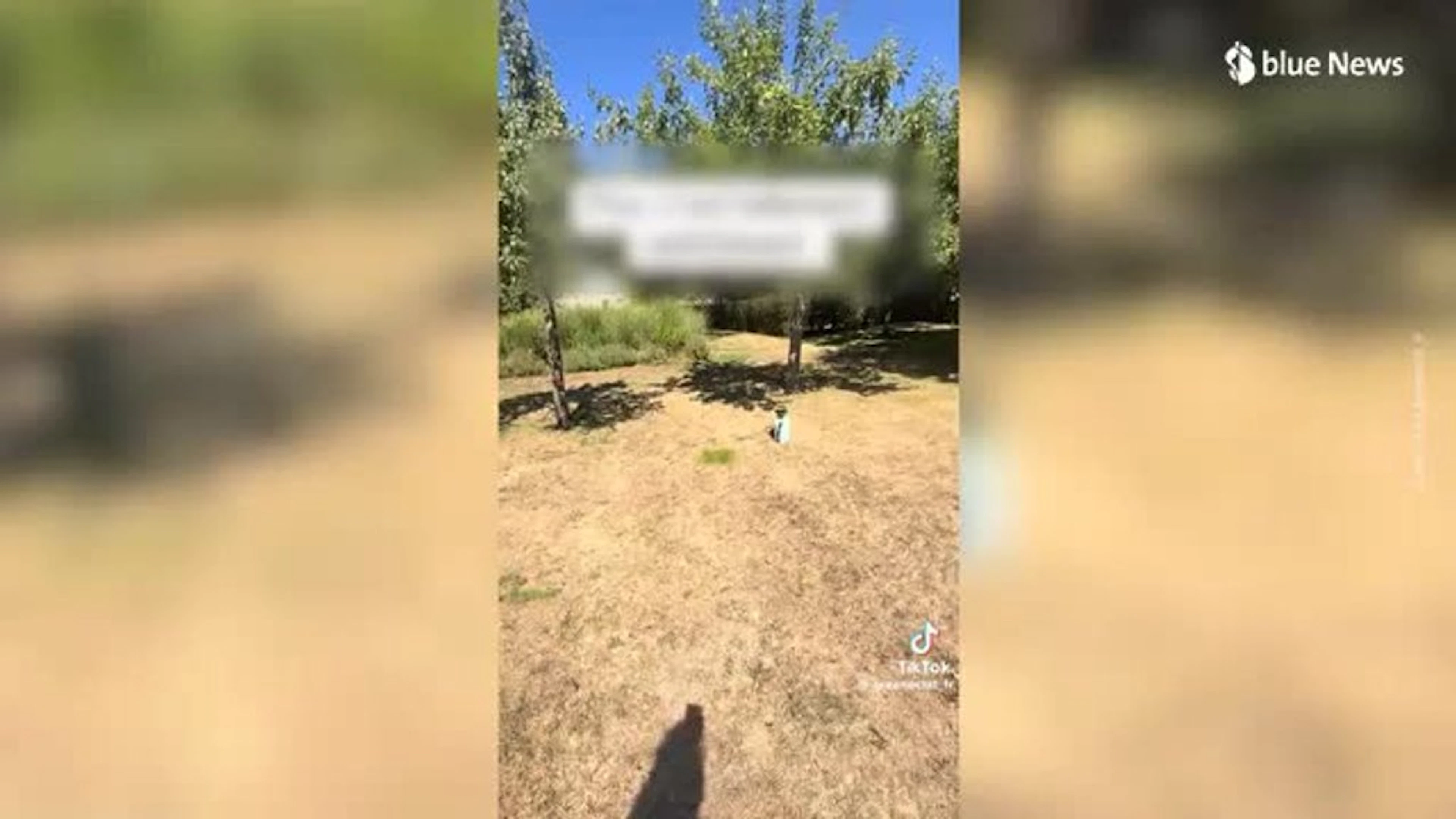 L'erba ingiallisce e l'acqua scarseggia, ecco la curiosa soluzione per mantenere verde il giardino