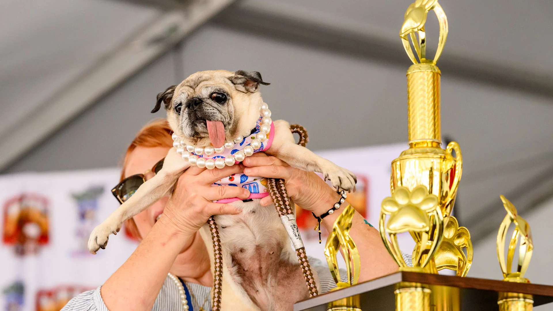 Jinny Lu vince il concorso per il cane più brutto del mondo