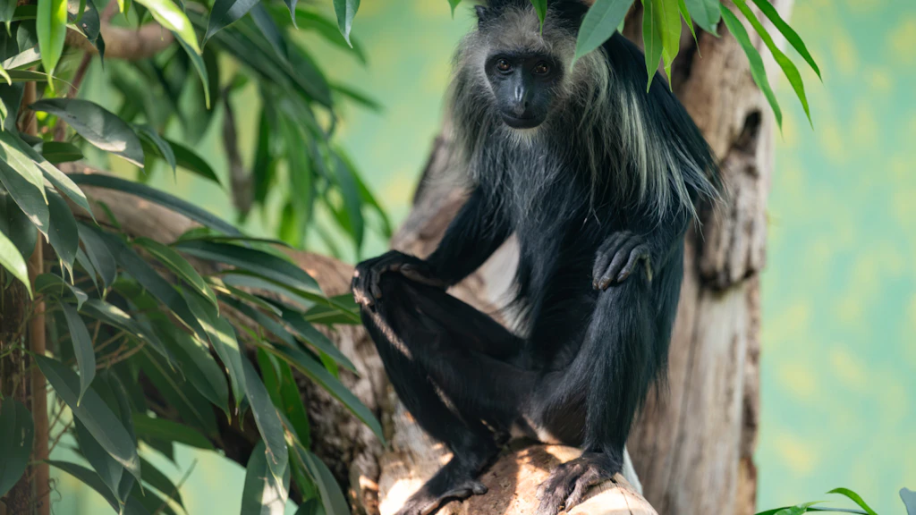 The Zurich Zoo now has some exceptionally talented climbers