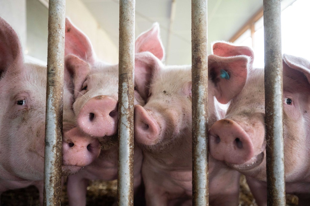 bluewin.ch - Brussels objects to German plans for a livestock farming logo