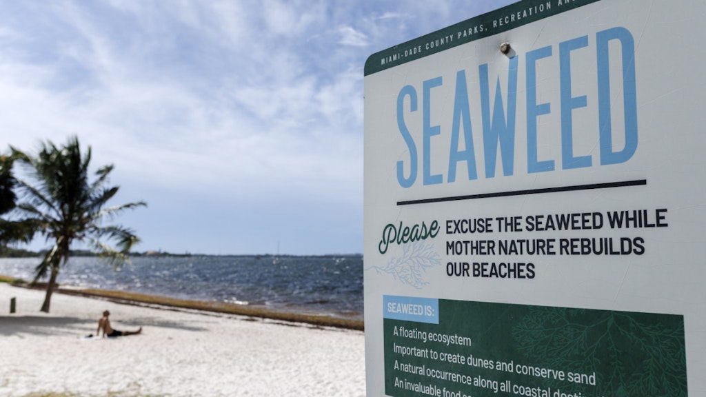 bluewin.ch - Seagrass Beds in Danger - Boat Tourism Threatens Populations