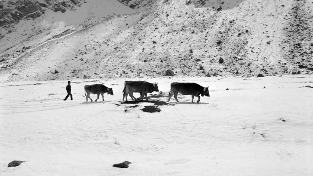 bluewin.ch - 50 years ago, cattle had to be brought down from the alp earlier because of the snow