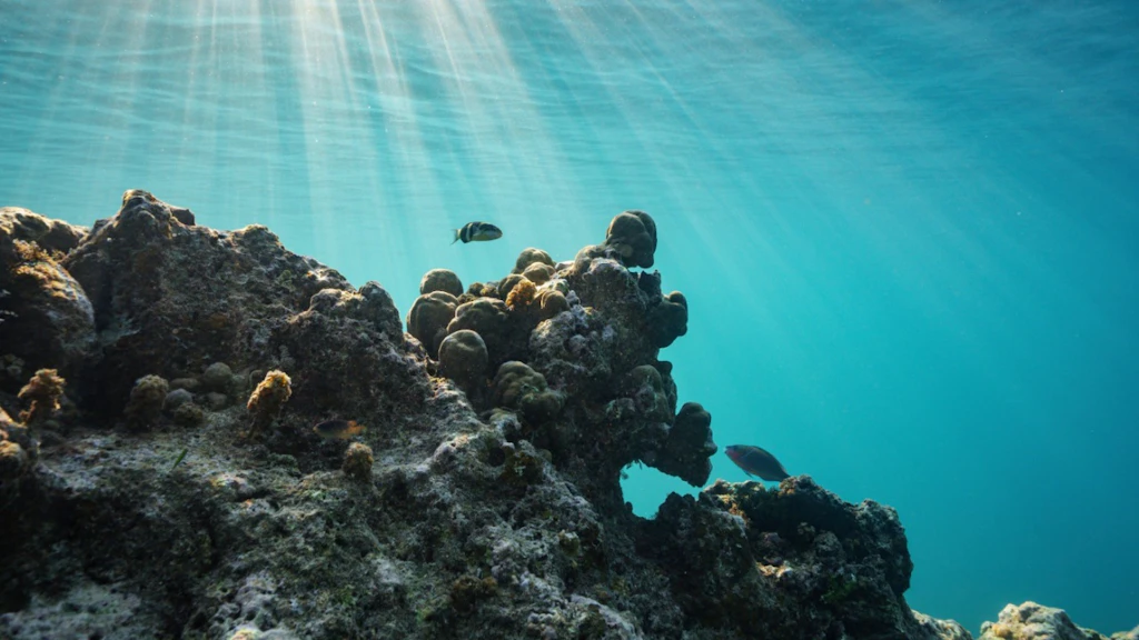 Coral Reefs Decline 9.5 Percent as Marine Heatwaves Block Recovery