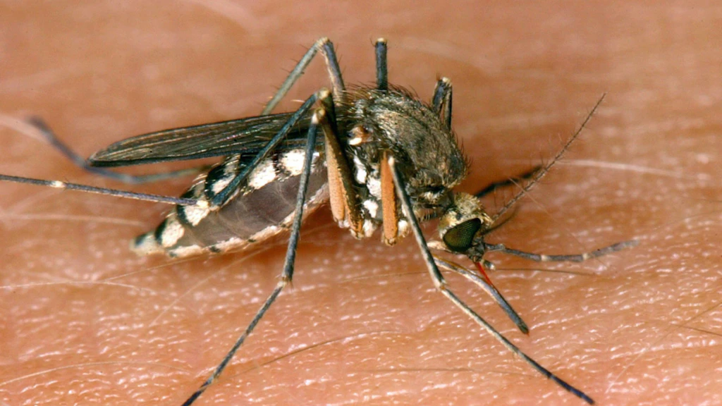 West Nile Virus Cases Surge Across Europe: Over 1,000 Infections Reported