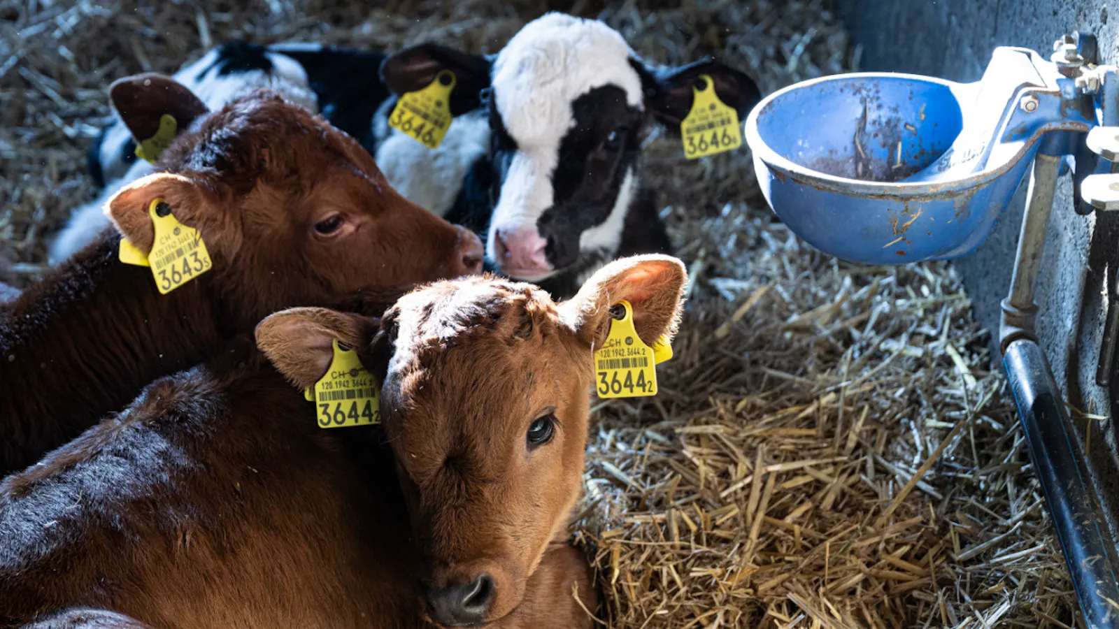 250 Rinder sterben bei Brand auf Bauernhof
