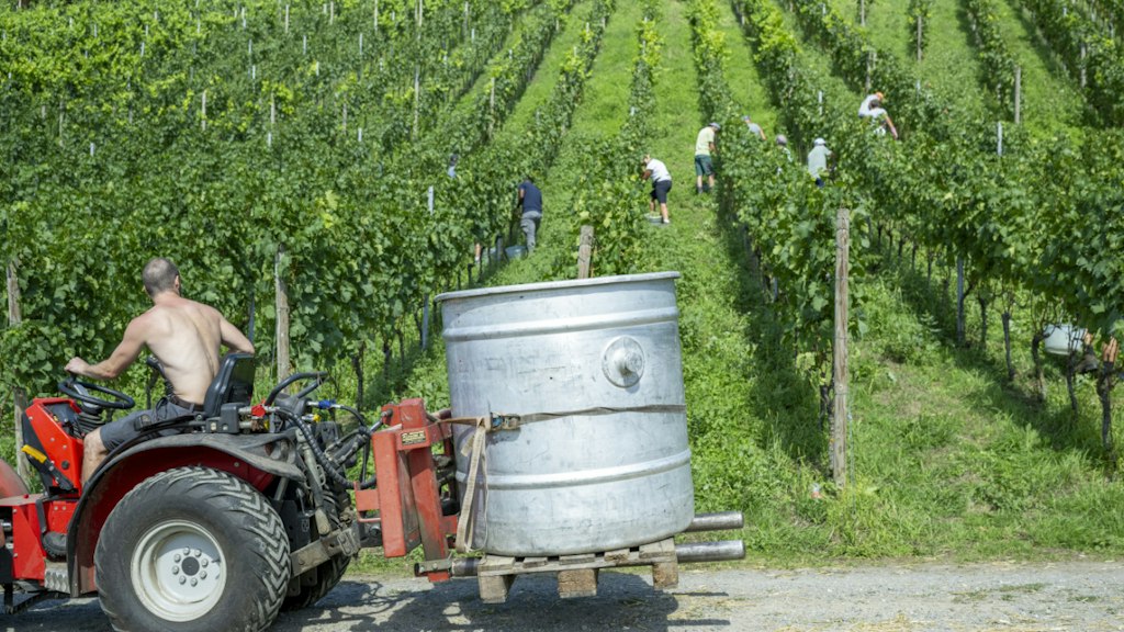 bluewin.ch - Winegrowers should be better able to offset fluctuations in harvests