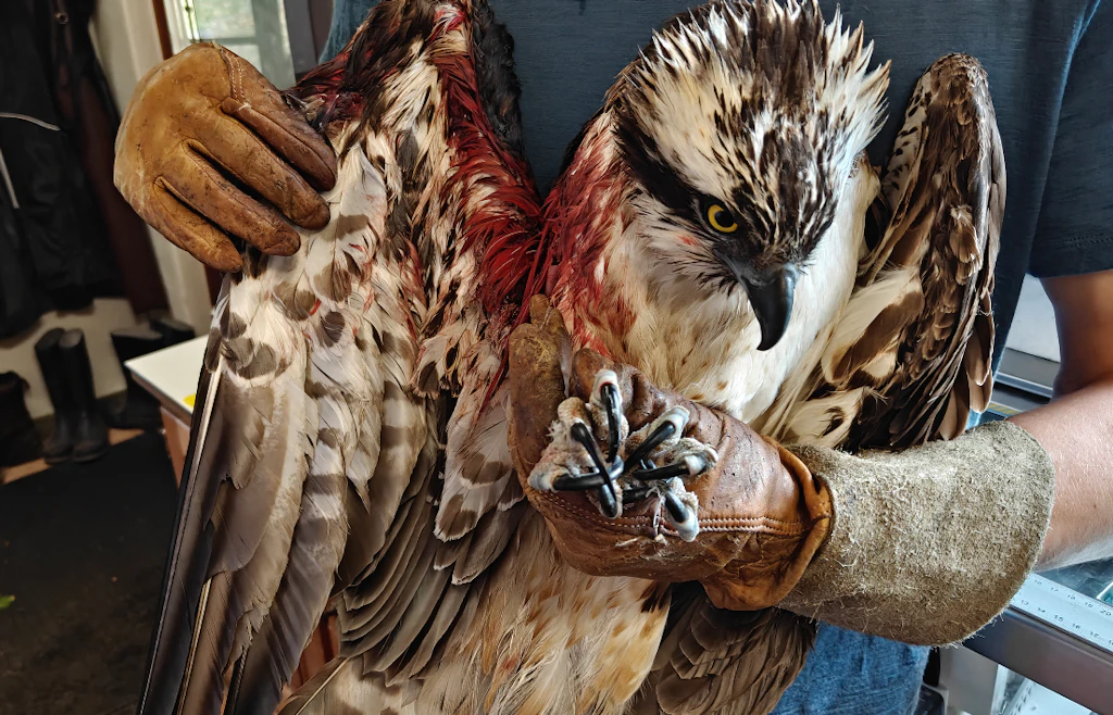 Hail broke his beak—now this red kite is fighting its way back