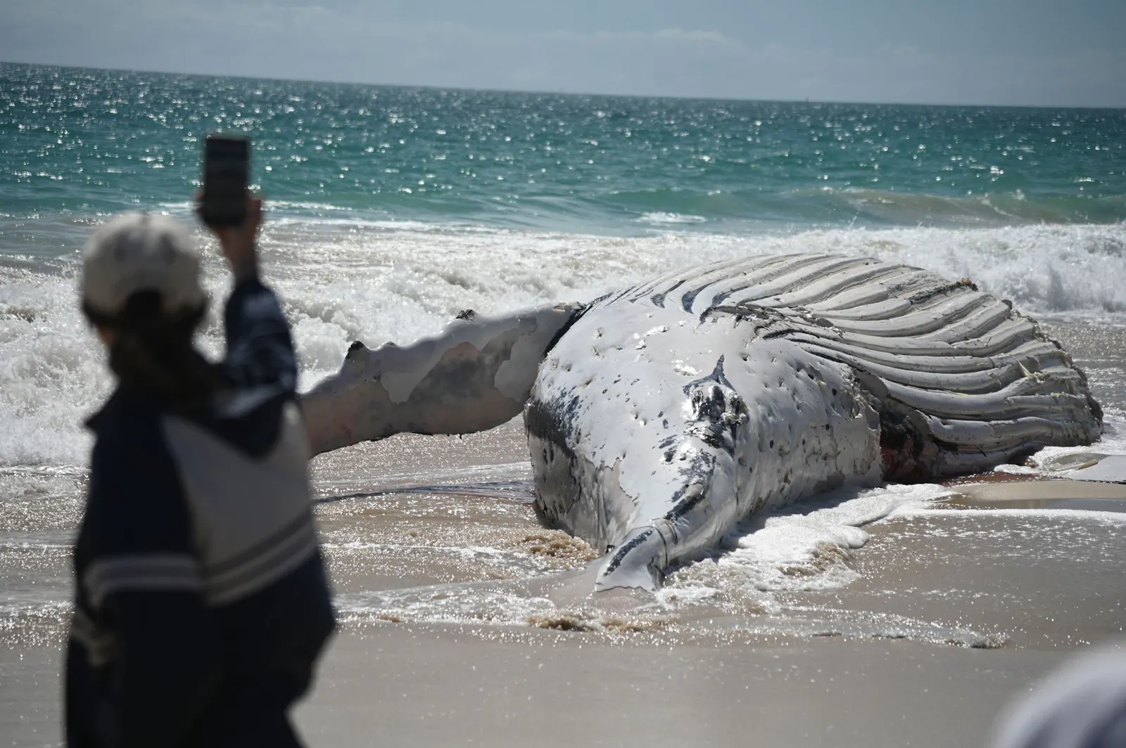 A beached whale causes a shark scare on Perth's city beach