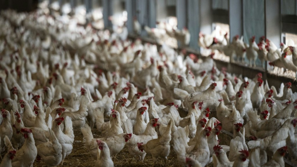 bluewin.ch - Animal rights activists successfully denounce Swiss egg advertisements