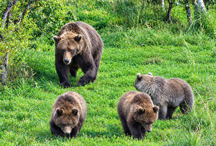 This 500-kilo brown bear won the title of 