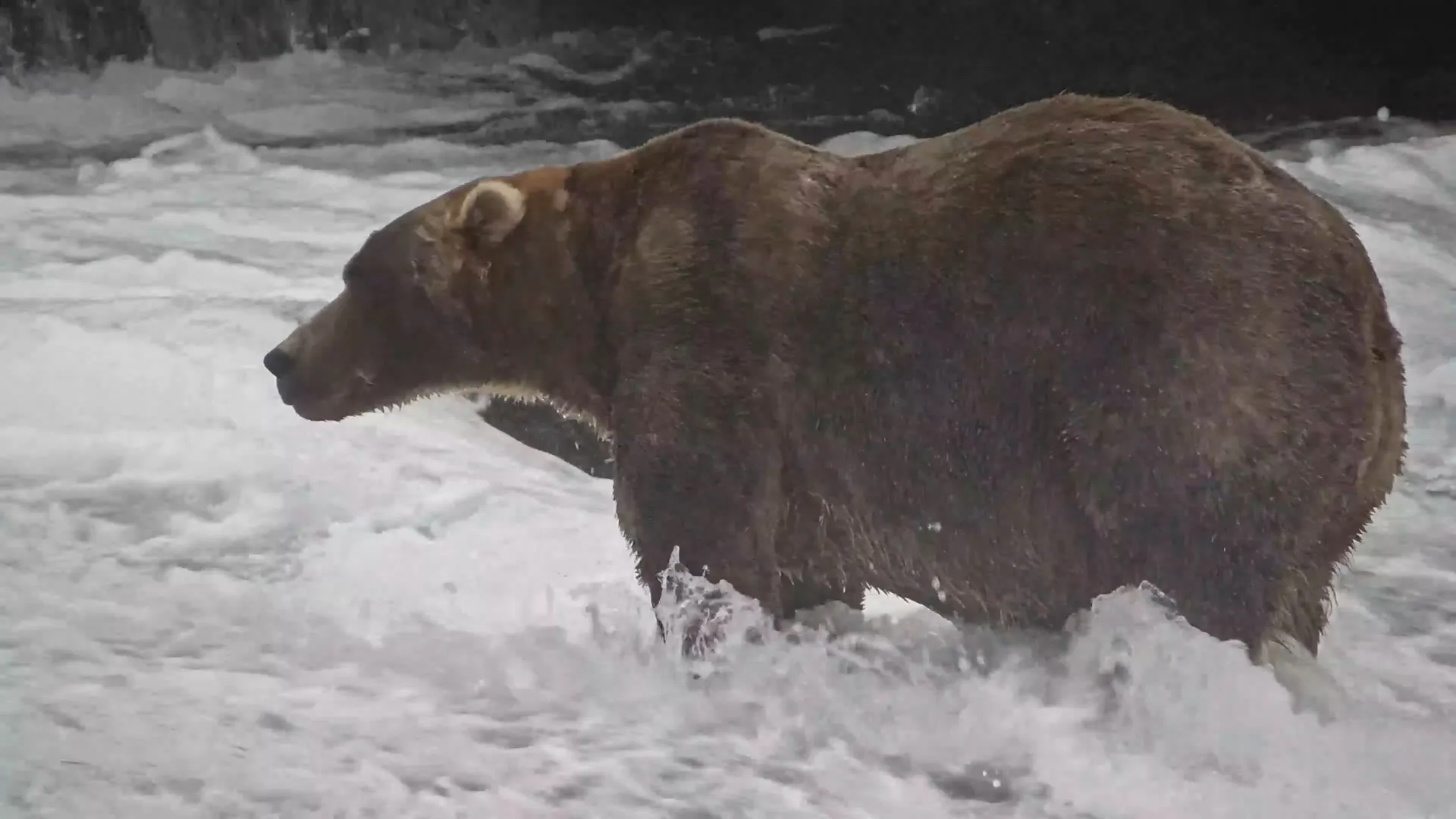 This 500-kilo brown bear won the title of 