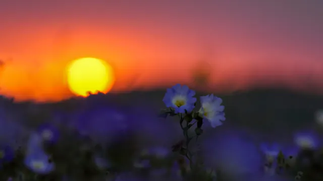 A Spectacular Bloom in Chile's Atacama Desert