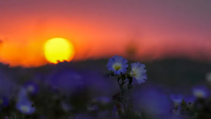 A Spectacular Bloom in Chile's Atacama Desert