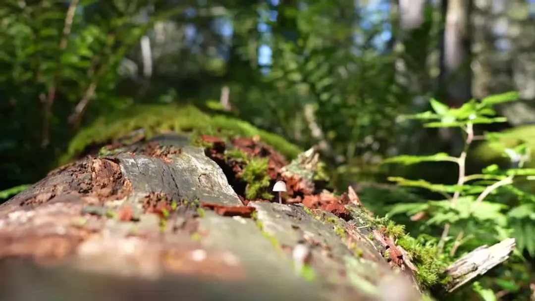 This primeval forest is tucked away in Central Switzerland