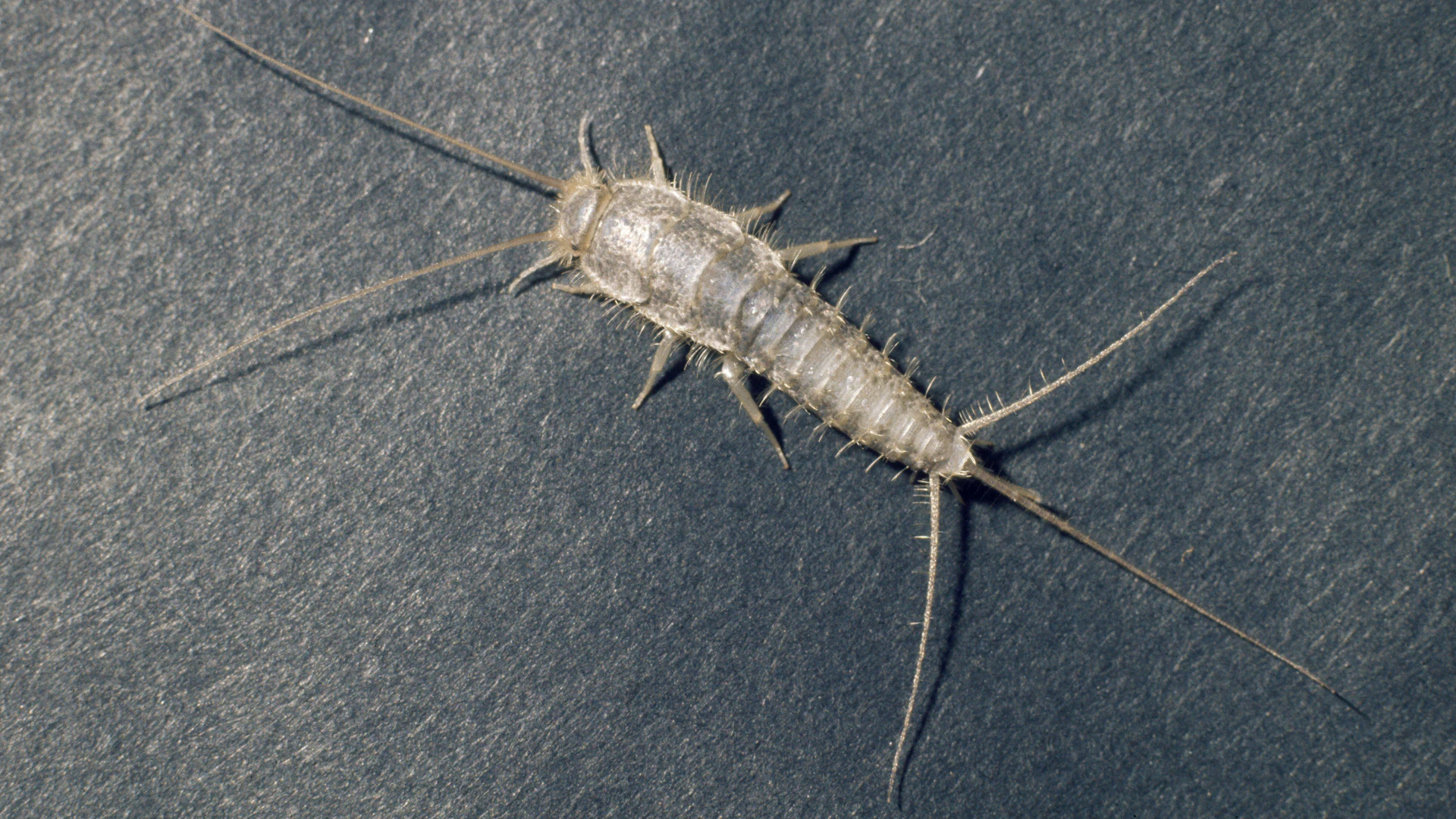Que faire si ces insectes répugnants envahissent votre foyer