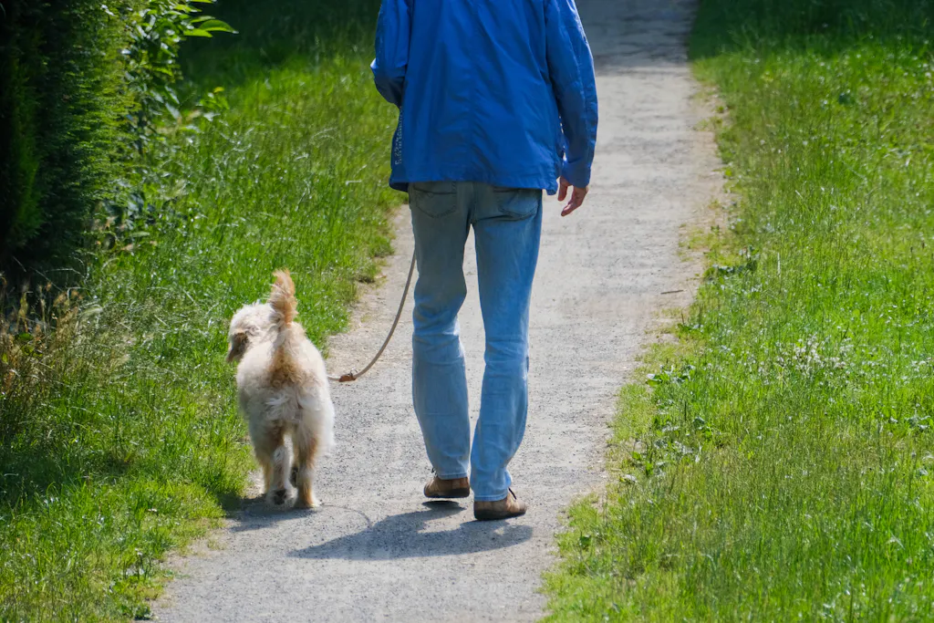 Two dog walkers meet in a park - | then they both pull out their weapons