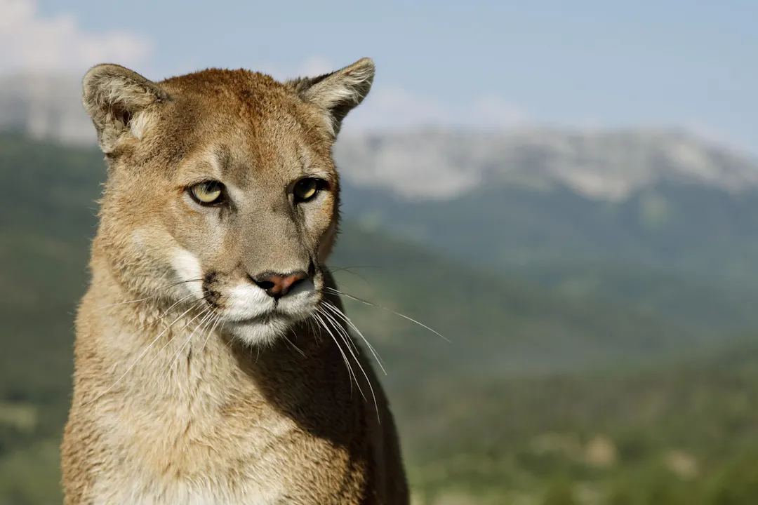 Thermal imaging camera finds no trace of suspected puma
