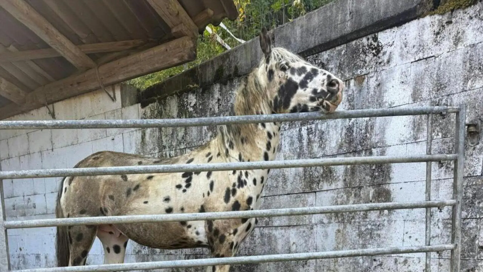 AG: sequestrati tredici cavalli e quaranta cani in una fattoria