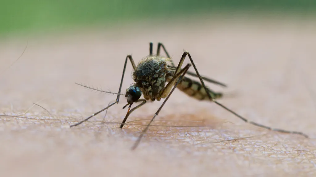 So viele Dengue-Fälle in Florida wie seit Jahrzehnten nicht