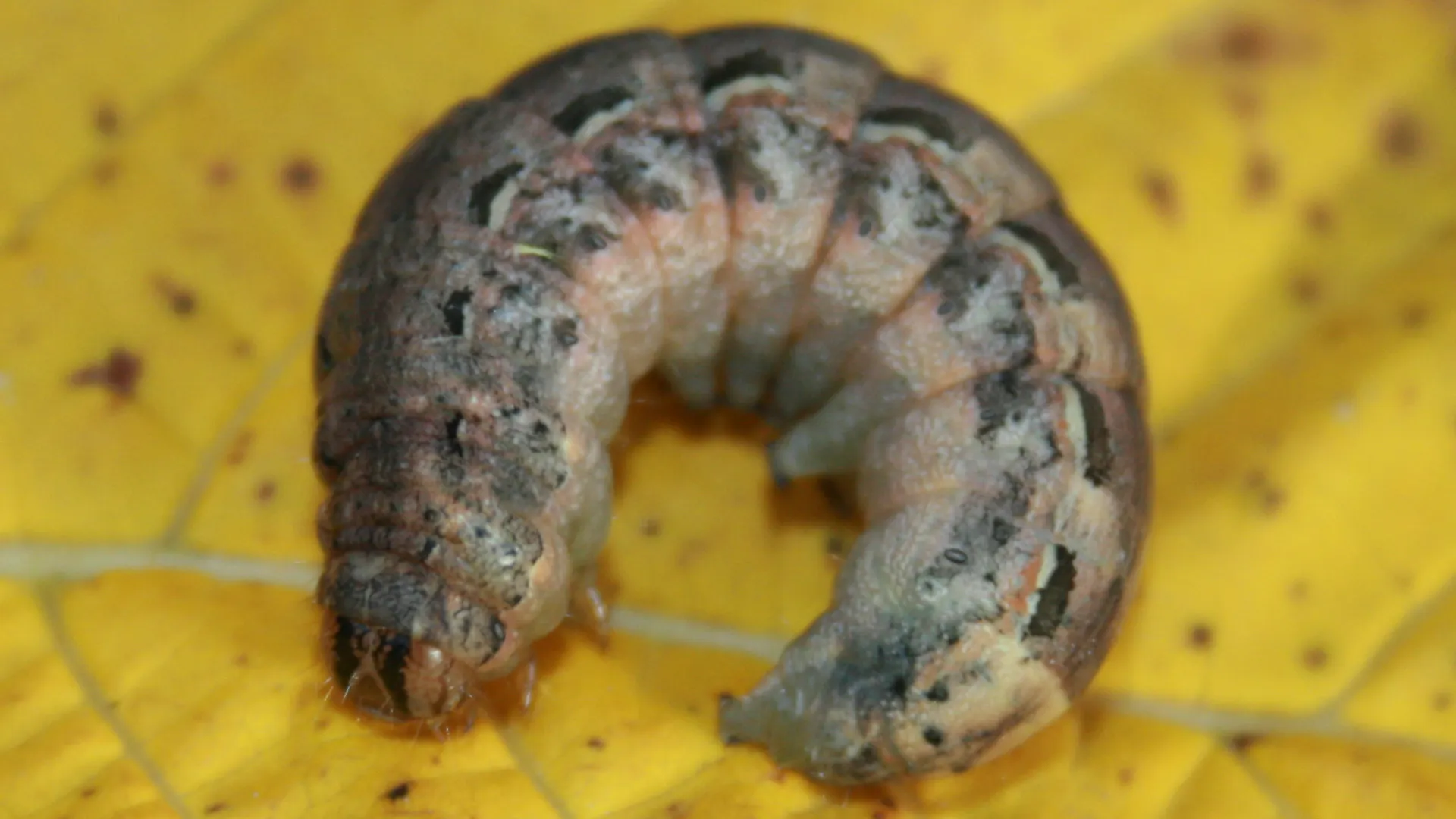 Caterpillar Invasion in Switzerland: 50 Hectares Devoured