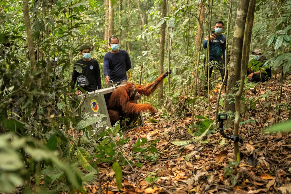 Plus de 50 orangs-outans sauvés des incendies !