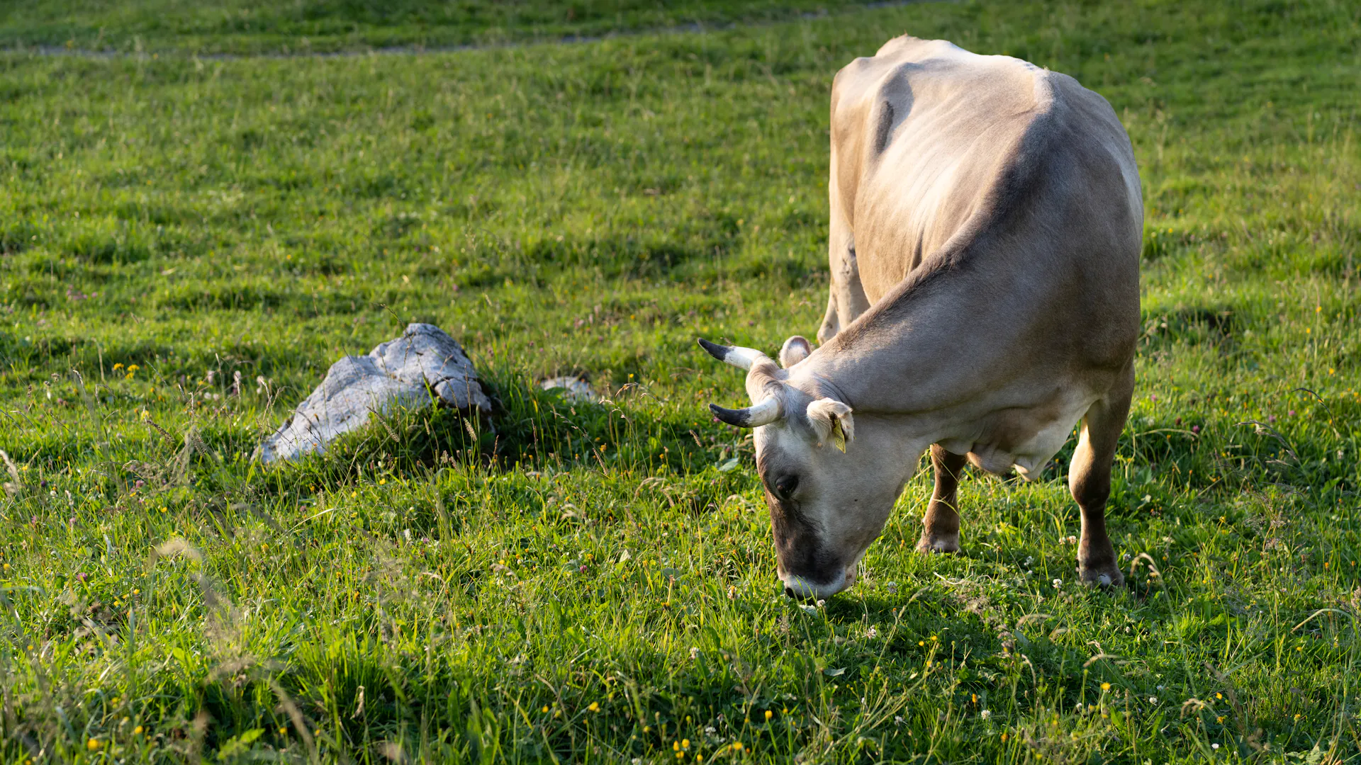 Organic farmer leaves cows out in the heat—now he's in for a hefty fine