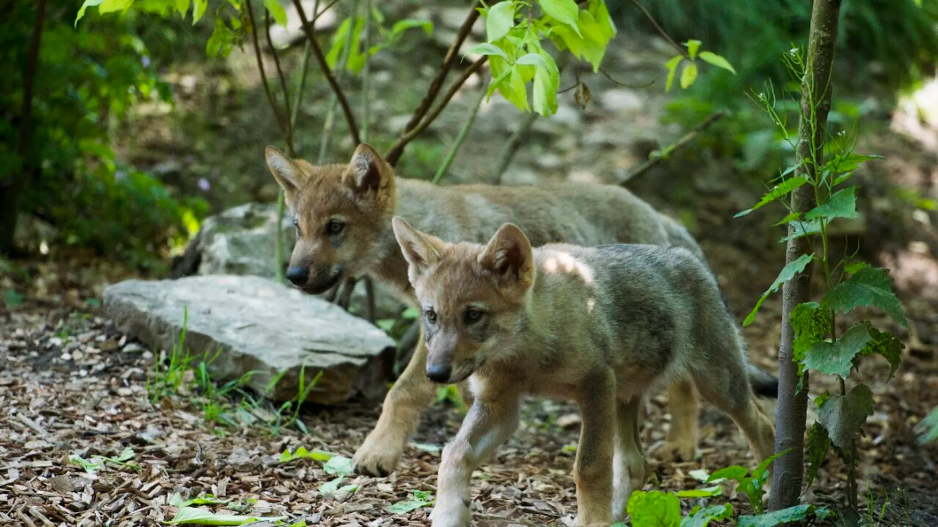 Federal Government Authorizes Further Culling of Young Wolves in the ...
