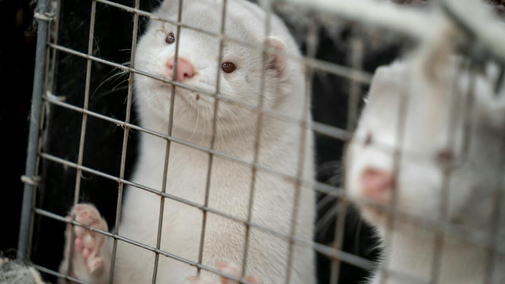 bluewin.ch - Denmark Halts Mink Farming