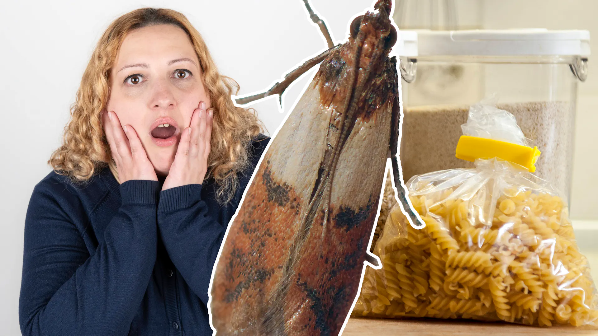 Ces insectes s'introduisent dans ta cuisine et font d’immenses ravages