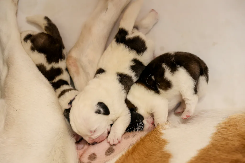 Martigny: 11 chiots Saint-Bernard ont pointé leur frimousse à la ...